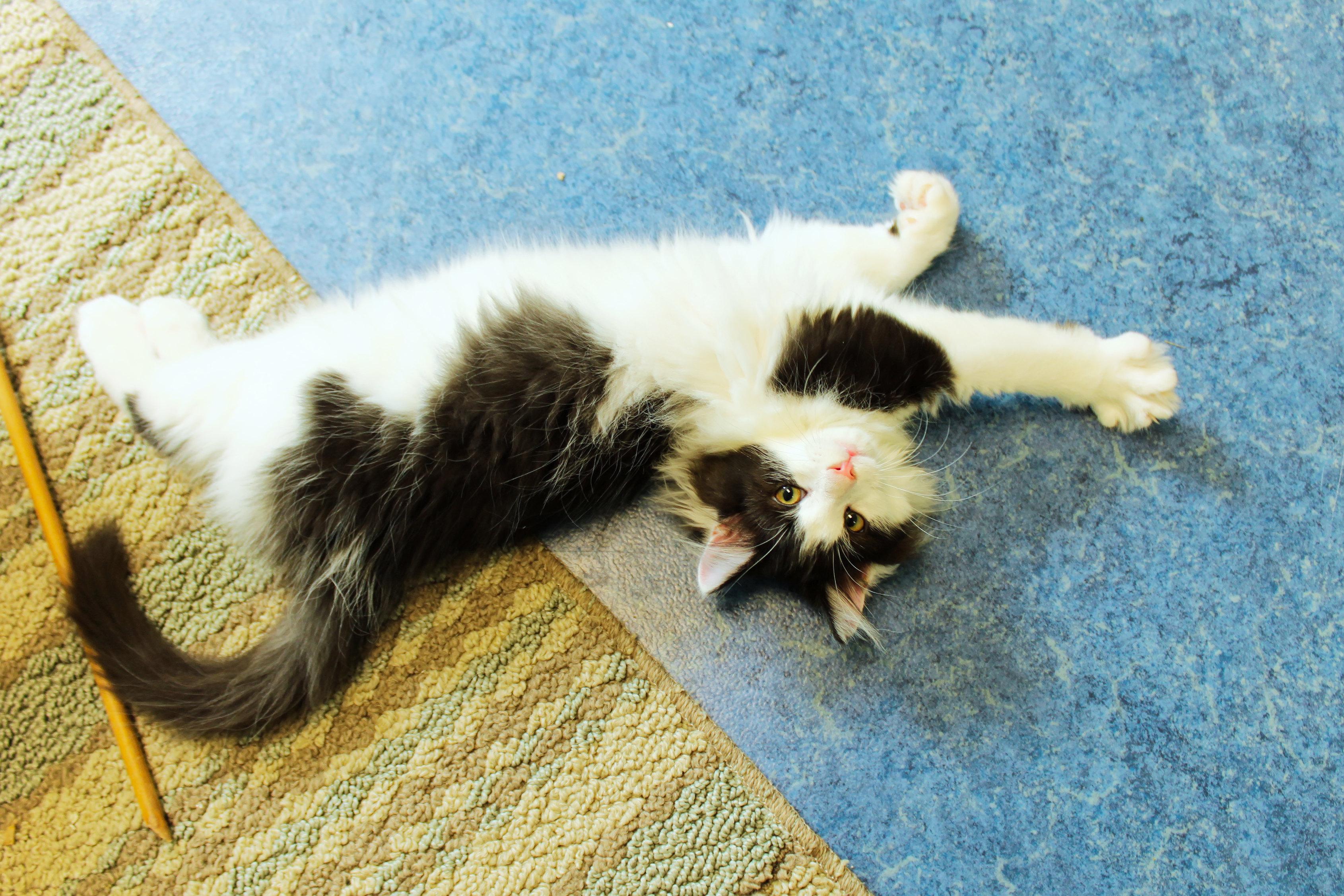 Enlarge Paris, an adopted Domestic Long Hair in Urbana, OH image 3/6