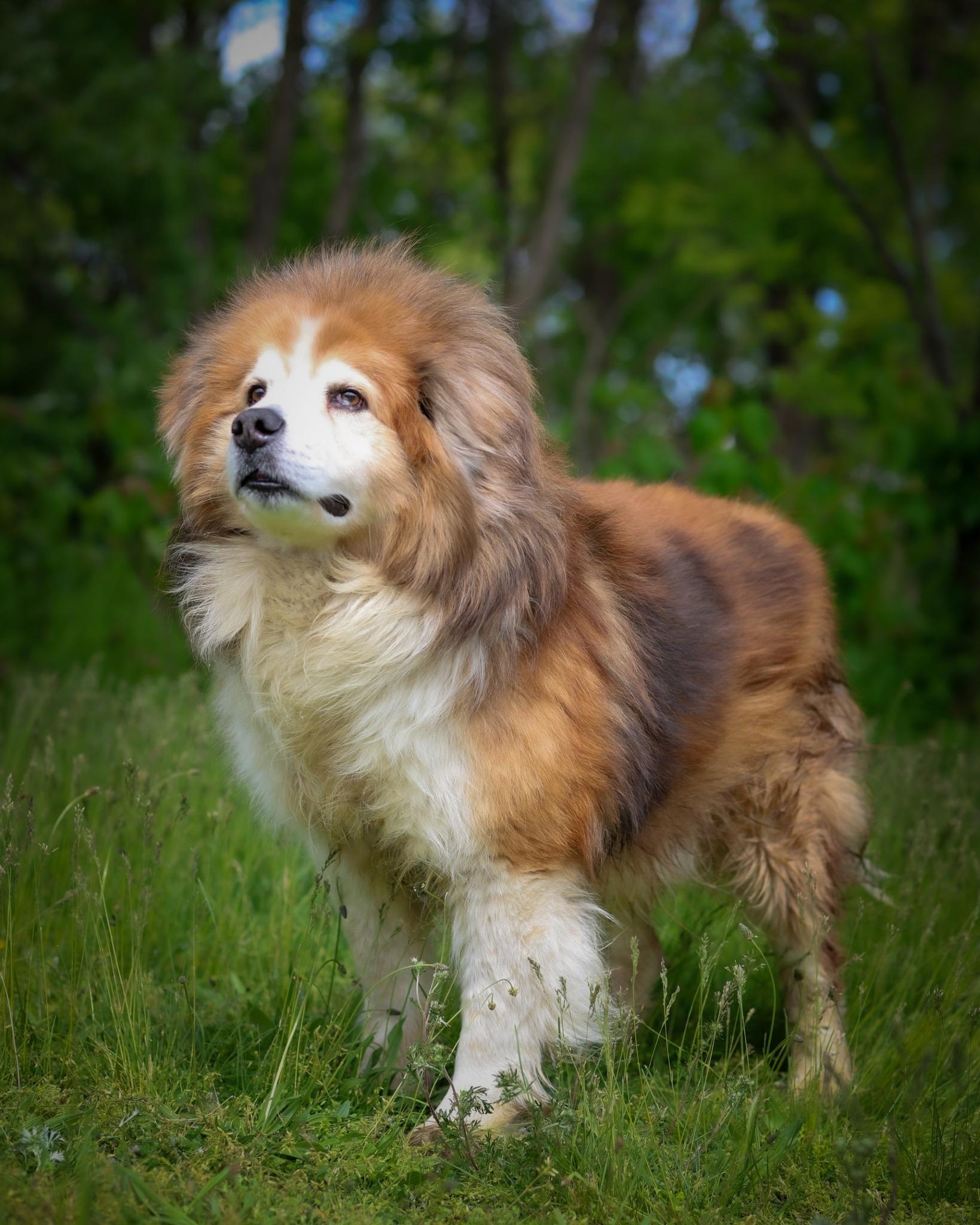 Enlarge Como, a ADOPTABLE mixed breed in Bridgeport, CT image 2/3