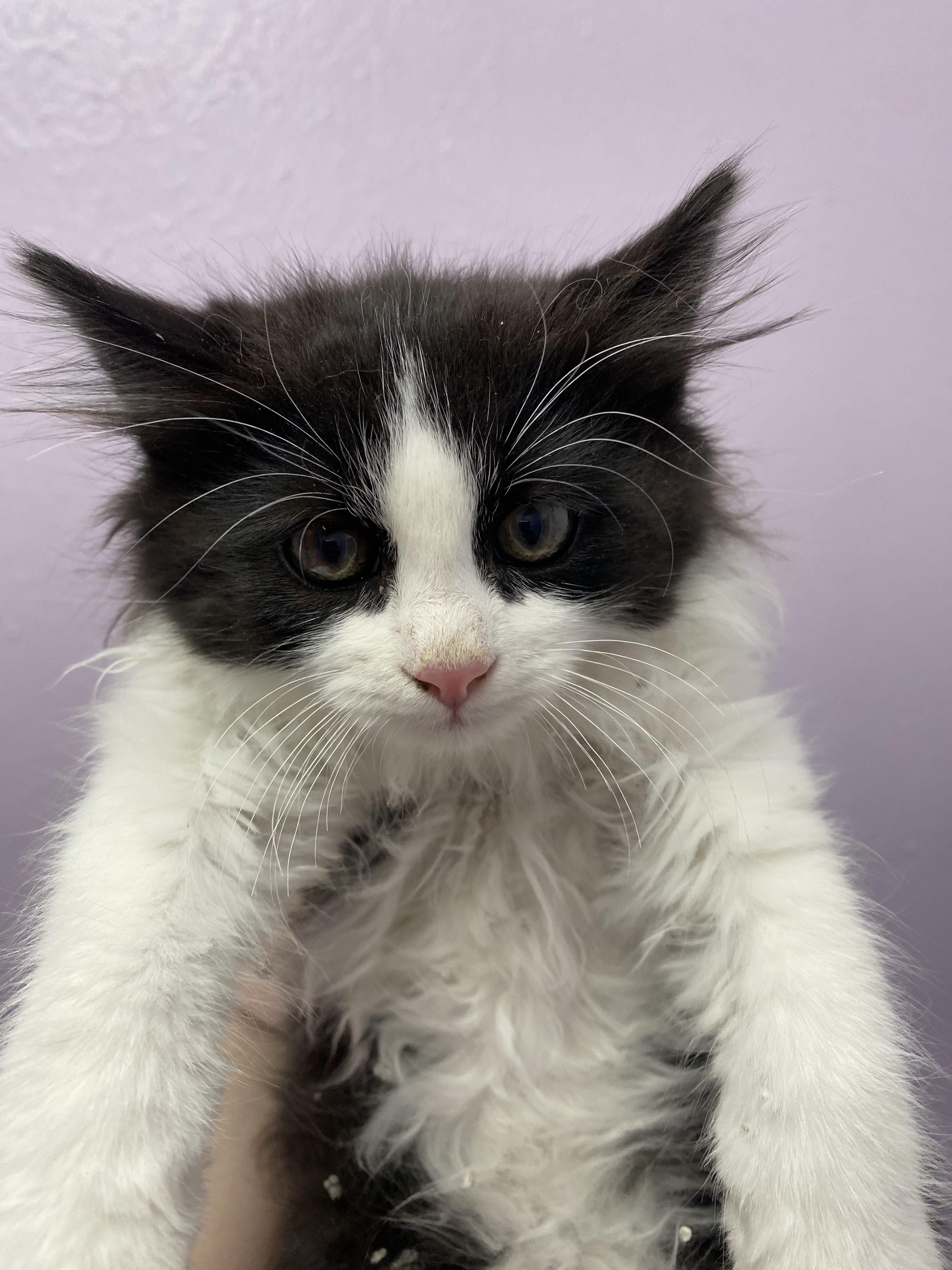 Enlarge Asti, a Adopted mixed breed in Lakewood, CO image 2/2