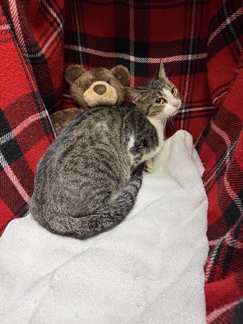 Enlarge CRANBERRY, a Adoptable Domestic Short Hair in Winter Haven, FL image 1/1