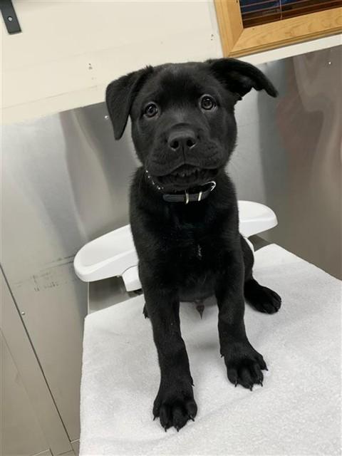 TIIVII, Adoptable, Puppy Male Pit Bull Terrier & Labrador Retriever.