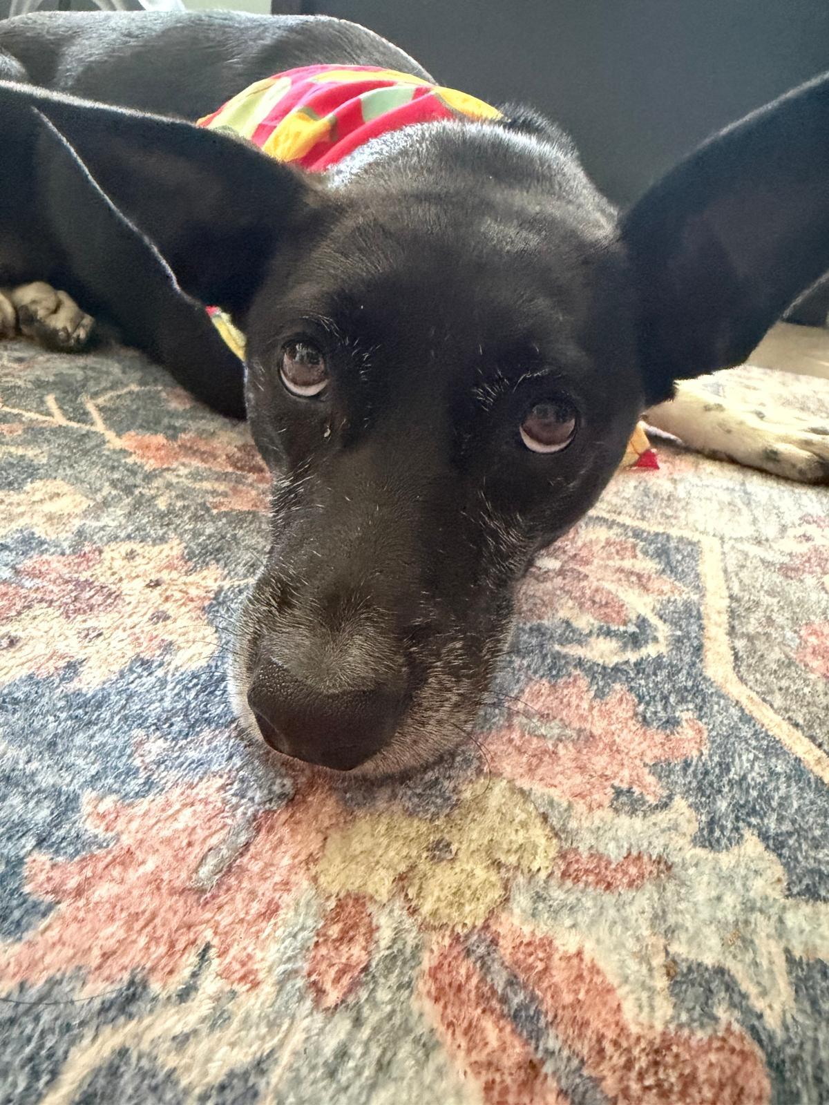 Enlarge Phoebe, a ADOPTABLE mixed breed in Loiza, PR image 2/2