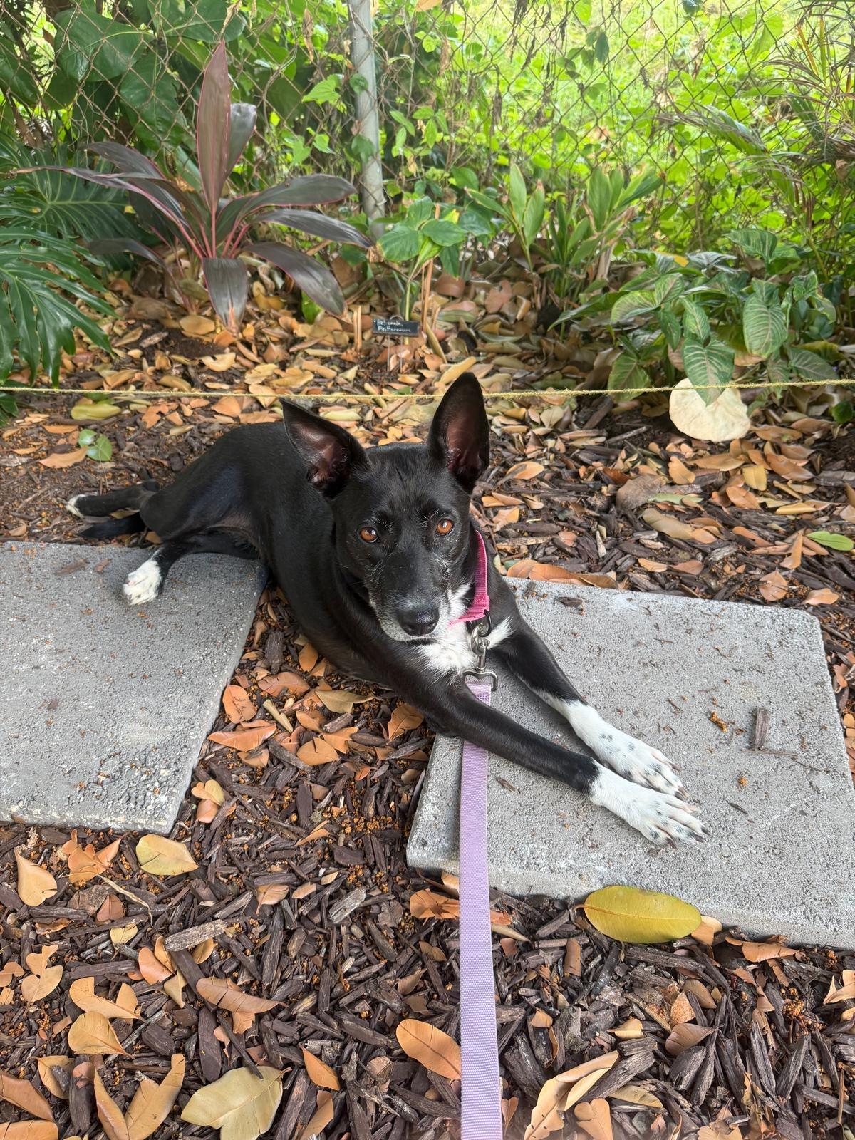 Phoebe, ADOPTABLE, Adult Female Mixed Breed.