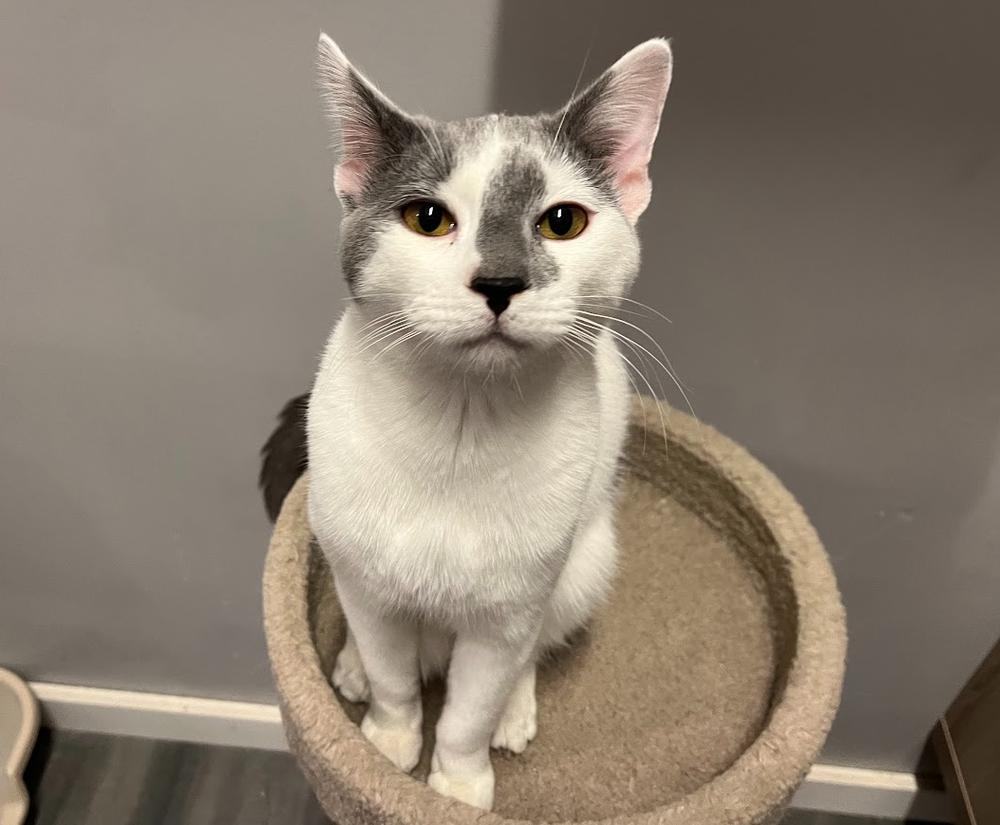 Winston, Adopted, Young Male Domestic Short Hair.