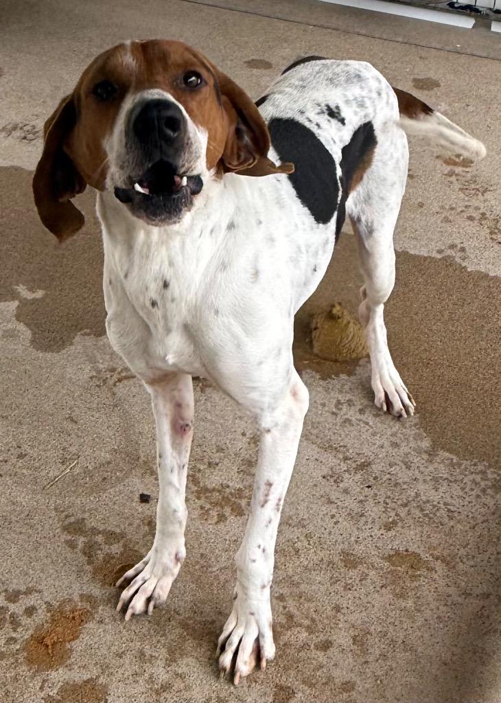 Mason, Adoptable, Adult Male Coonhound & Mixed Breed.