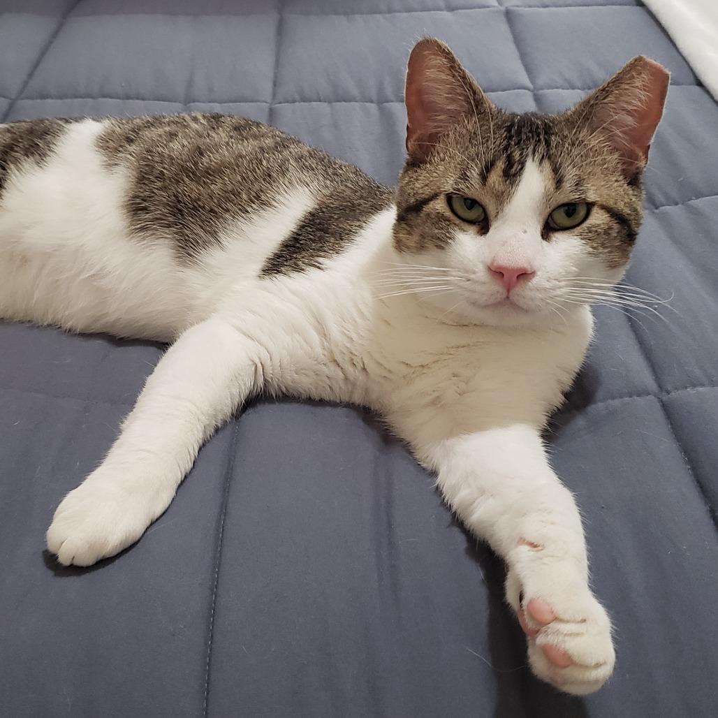 Enlarge Dirty Harry, a Adoptable Domestic Short Hair in Bulverde, TX image 1/6