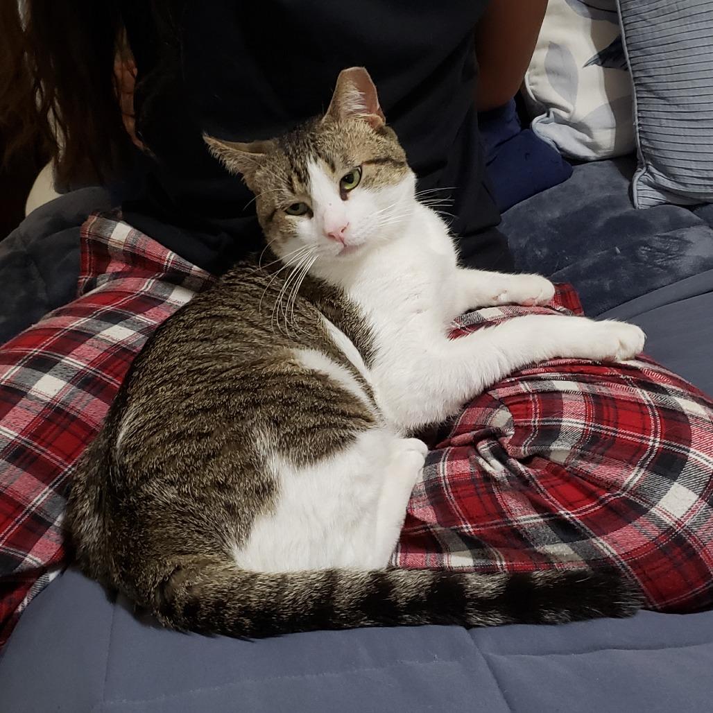 Enlarge Dirty Harry, a Adoptable Domestic Short Hair in Bulverde, TX image 2/6