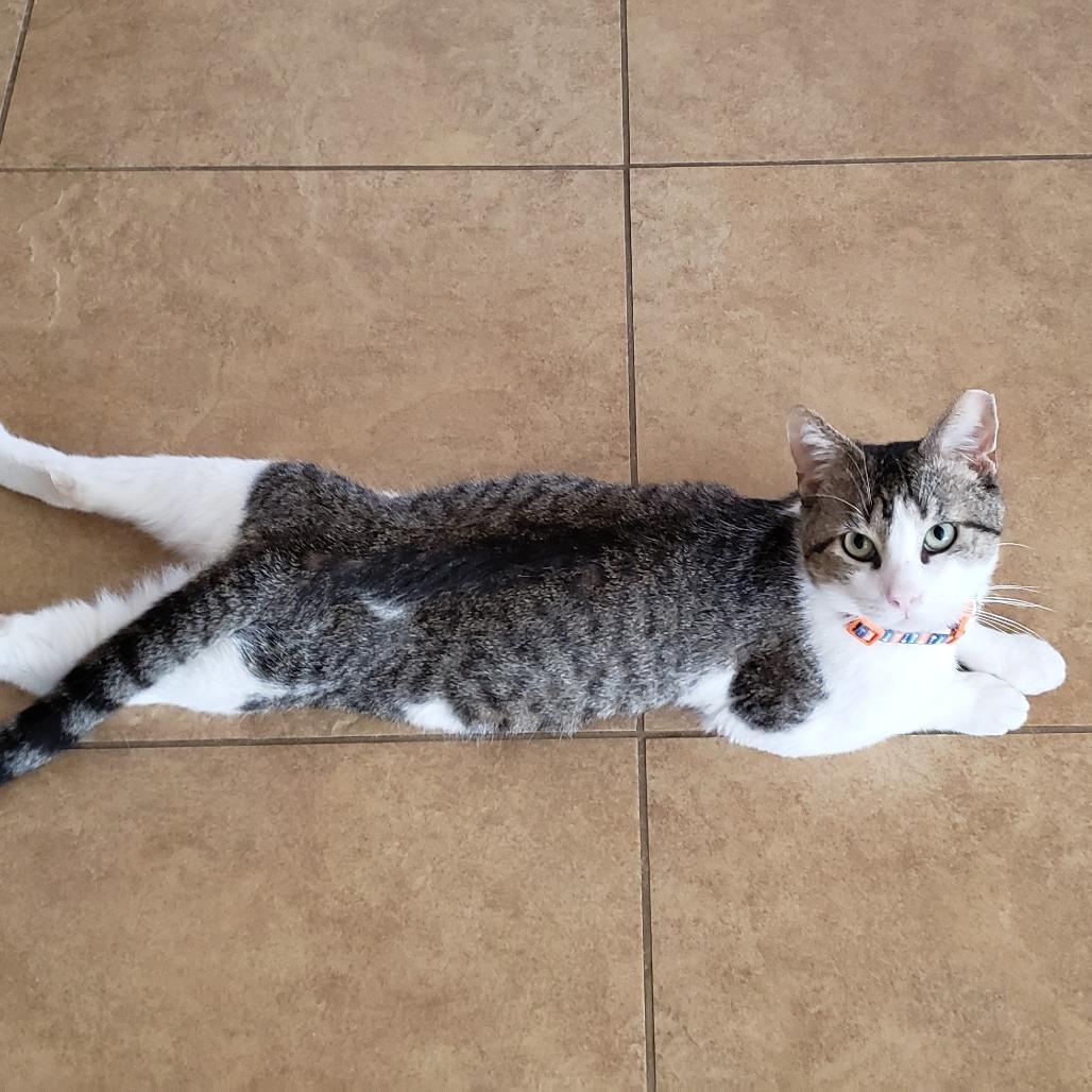 Enlarge Dirty Harry, a Adoptable Domestic Short Hair in Bulverde, TX image 3/6