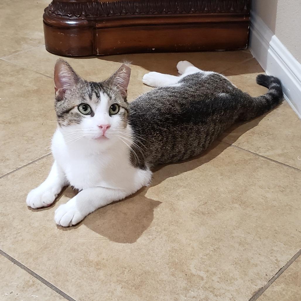 Enlarge Dirty Harry, a Adoptable Domestic Short Hair in Bulverde, TX image 4/6