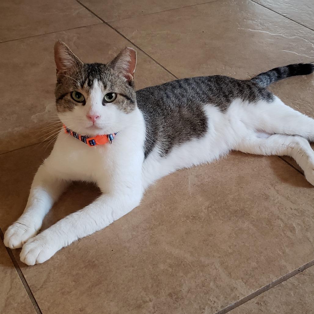 Enlarge Dirty Harry, a Adoptable Domestic Short Hair in Bulverde, TX image 5/6