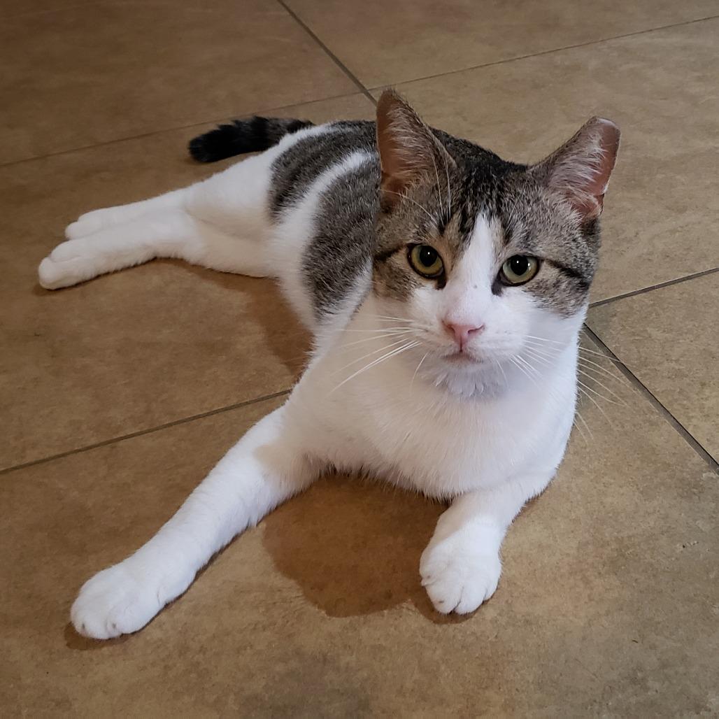 Enlarge Dirty Harry, a Adoptable Domestic Short Hair in Bulverde, TX image 6/6