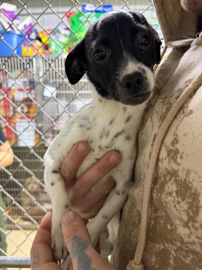 Cannoli, Adoptable, Young Female Chihuahua & Mixed Breed.