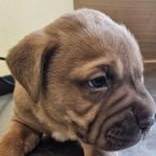 Cannoli , adopted, Puppy Male Chow Chow & Mastiff.