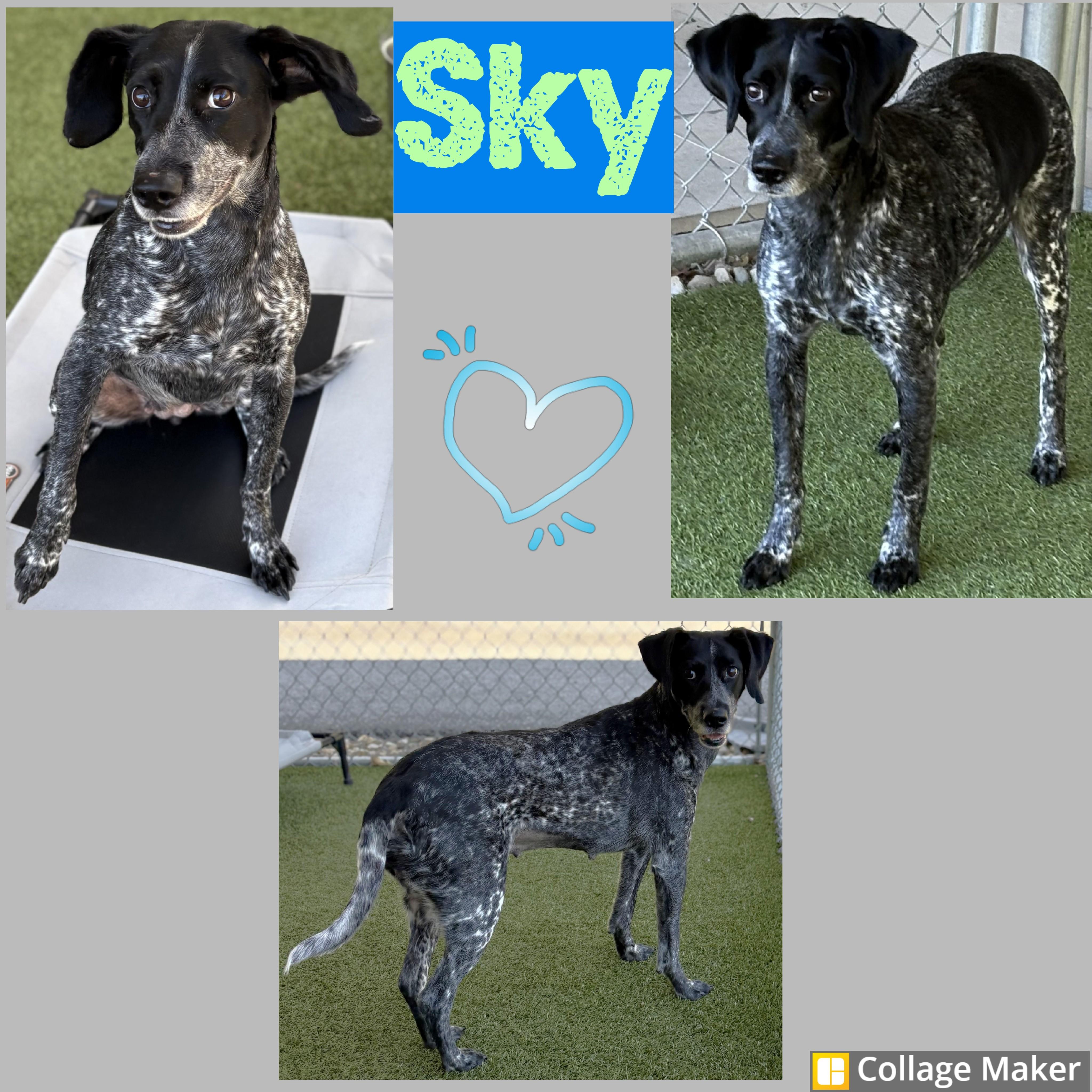 Sky, Adoptable, Adult Female Bluetick Coonhound.
