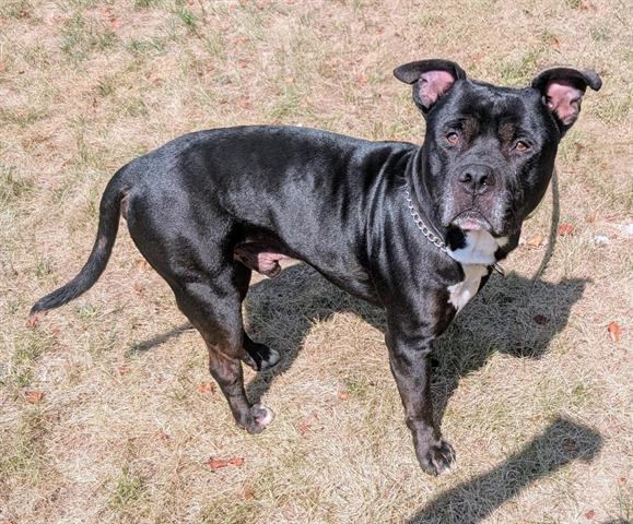 Enlarge MIDNIGHT, a Adoptable Pit Bull Terrier in Akron, OH image 1/1