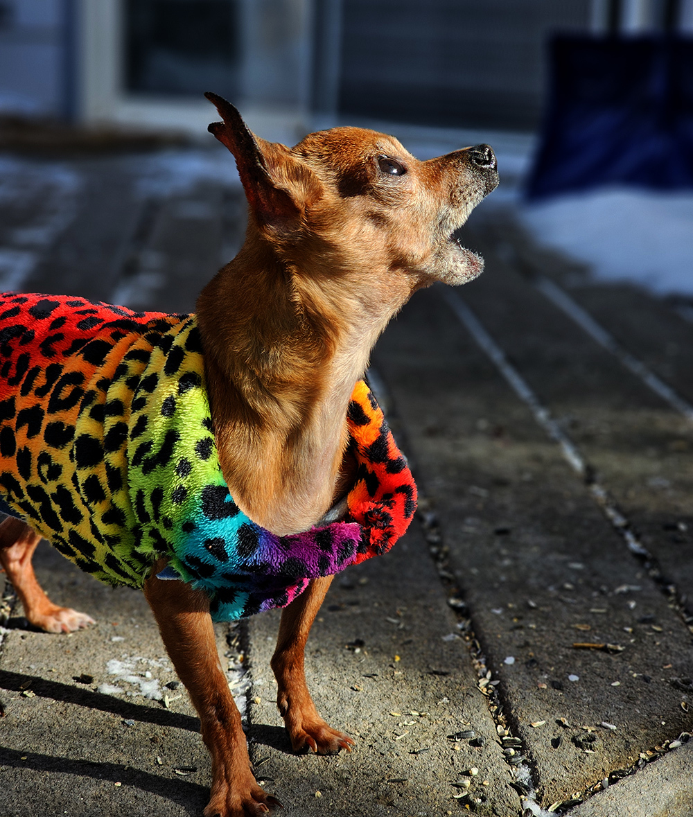 Enlarge Yam, a Adopted mixed breed in Denver, CO image 1/6