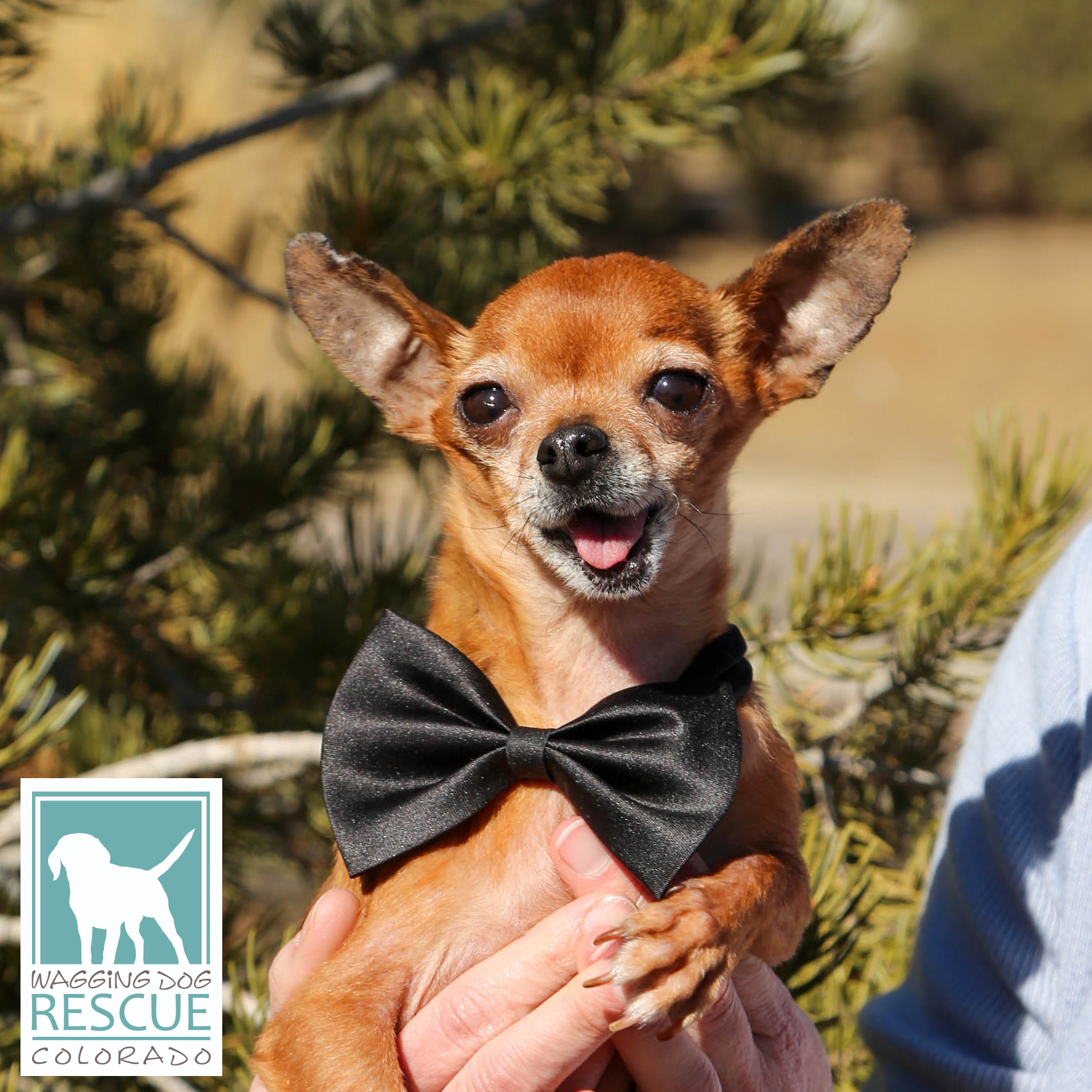 Enlarge Yam, a Adopted mixed breed in Denver, CO image 2/6