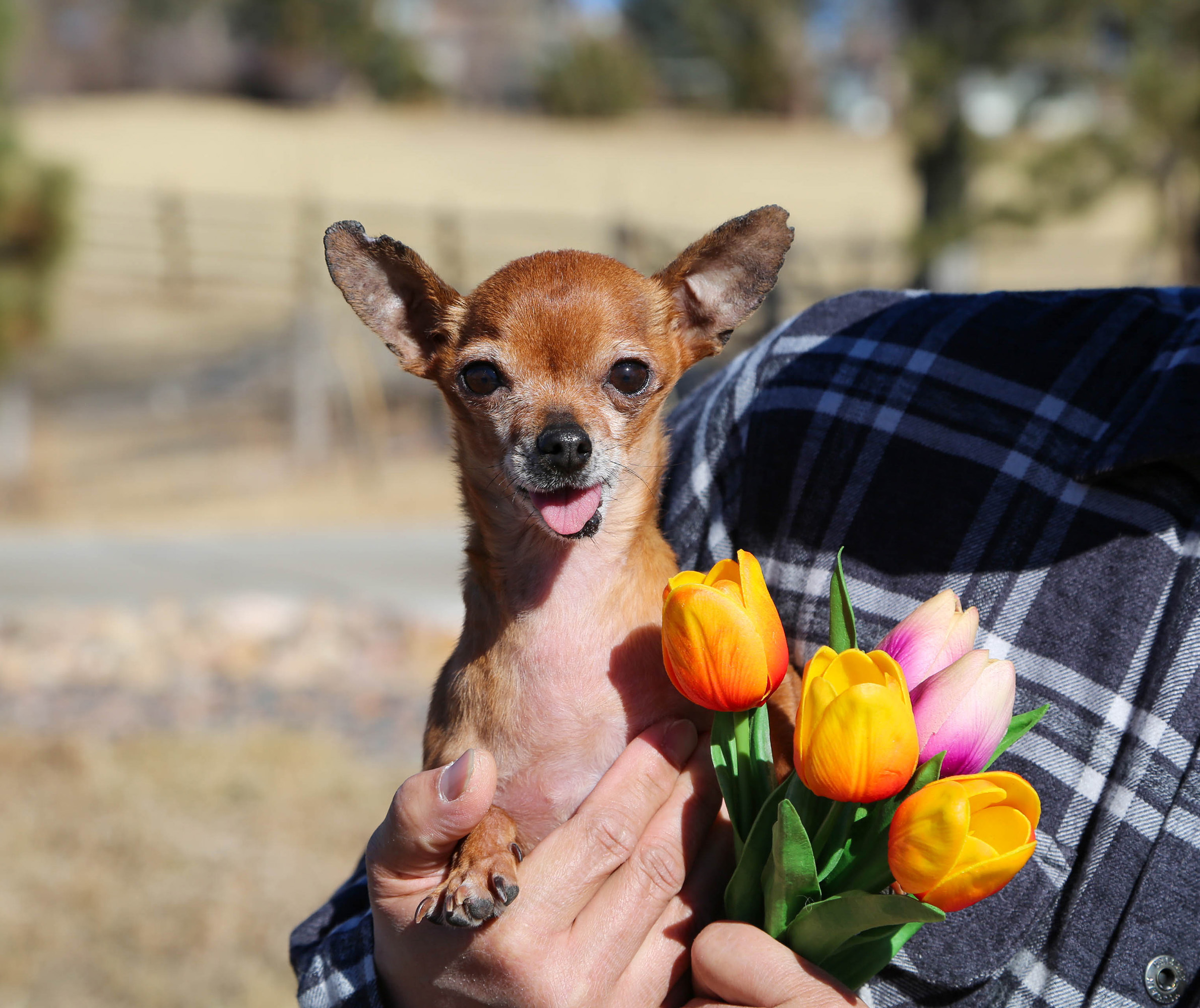 Yam, Adopted, Senior Male Chihuahua.