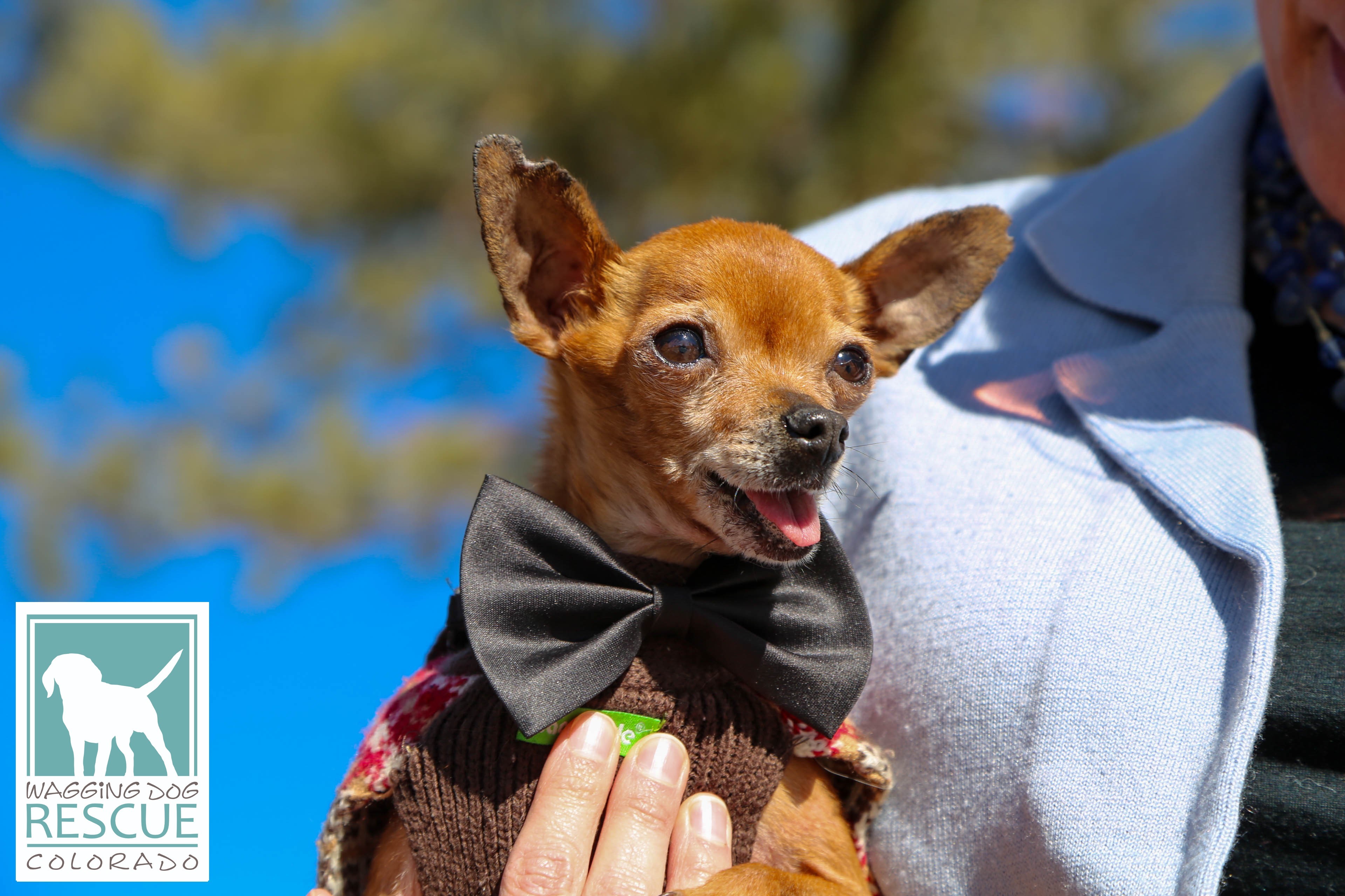 Enlarge Yam, a Adopted mixed breed in Denver, CO image 4/6
