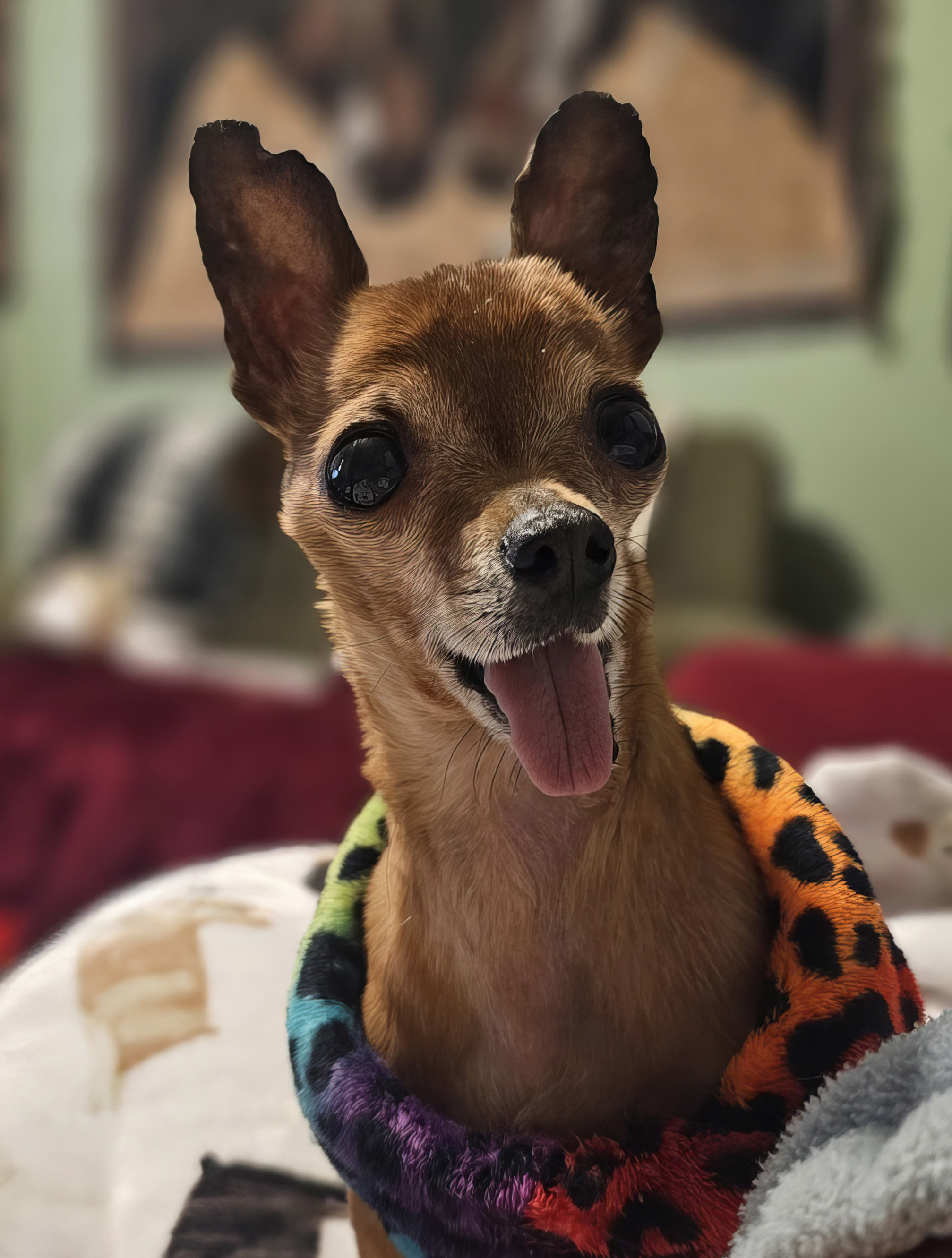 Enlarge Yam, a Adopted mixed breed in Denver, CO image 5/6