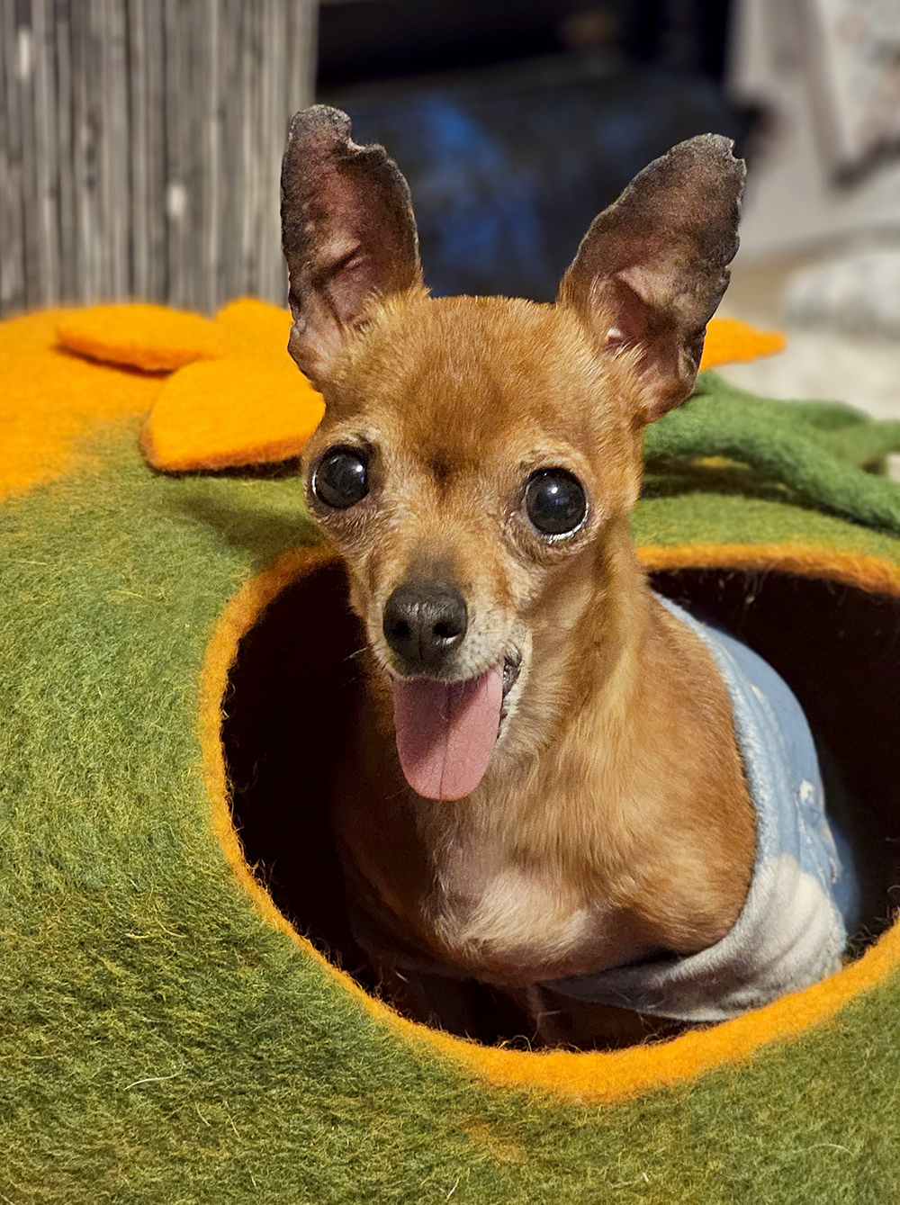 Enlarge Yam, a Adopted mixed breed in Denver, CO image 6/6
