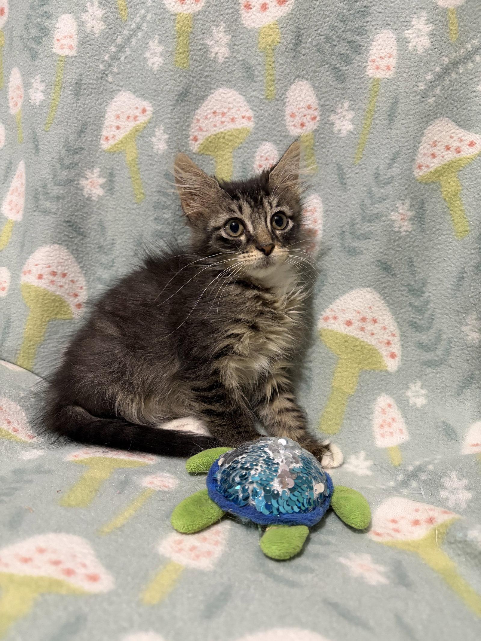 Enlarge Tulip, a Adoptable Domestic Medium Hair in Shreveport, LA image 1/1