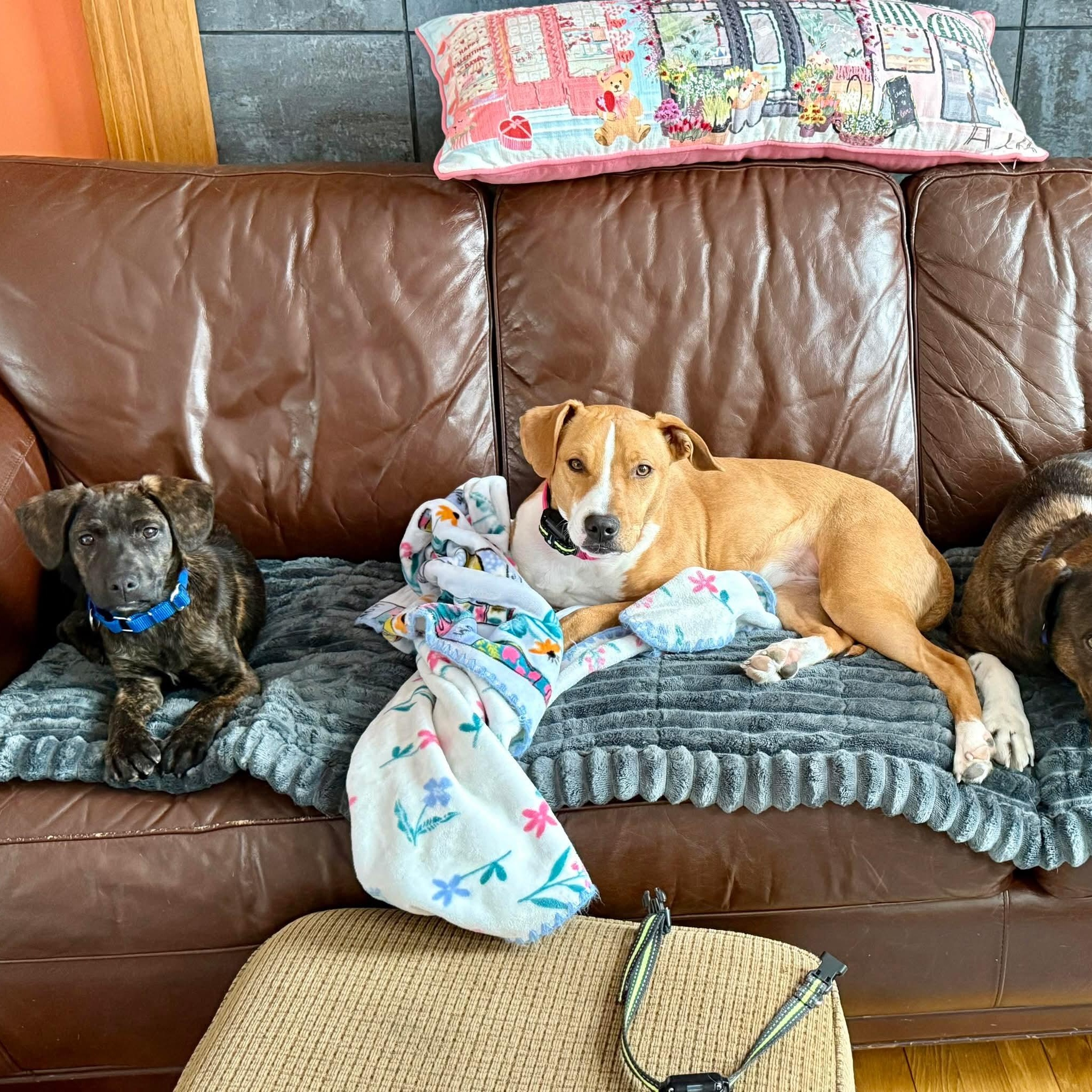 Enlarge Tolkien , an adopted mixed breed in Billerica, MA image 2/4