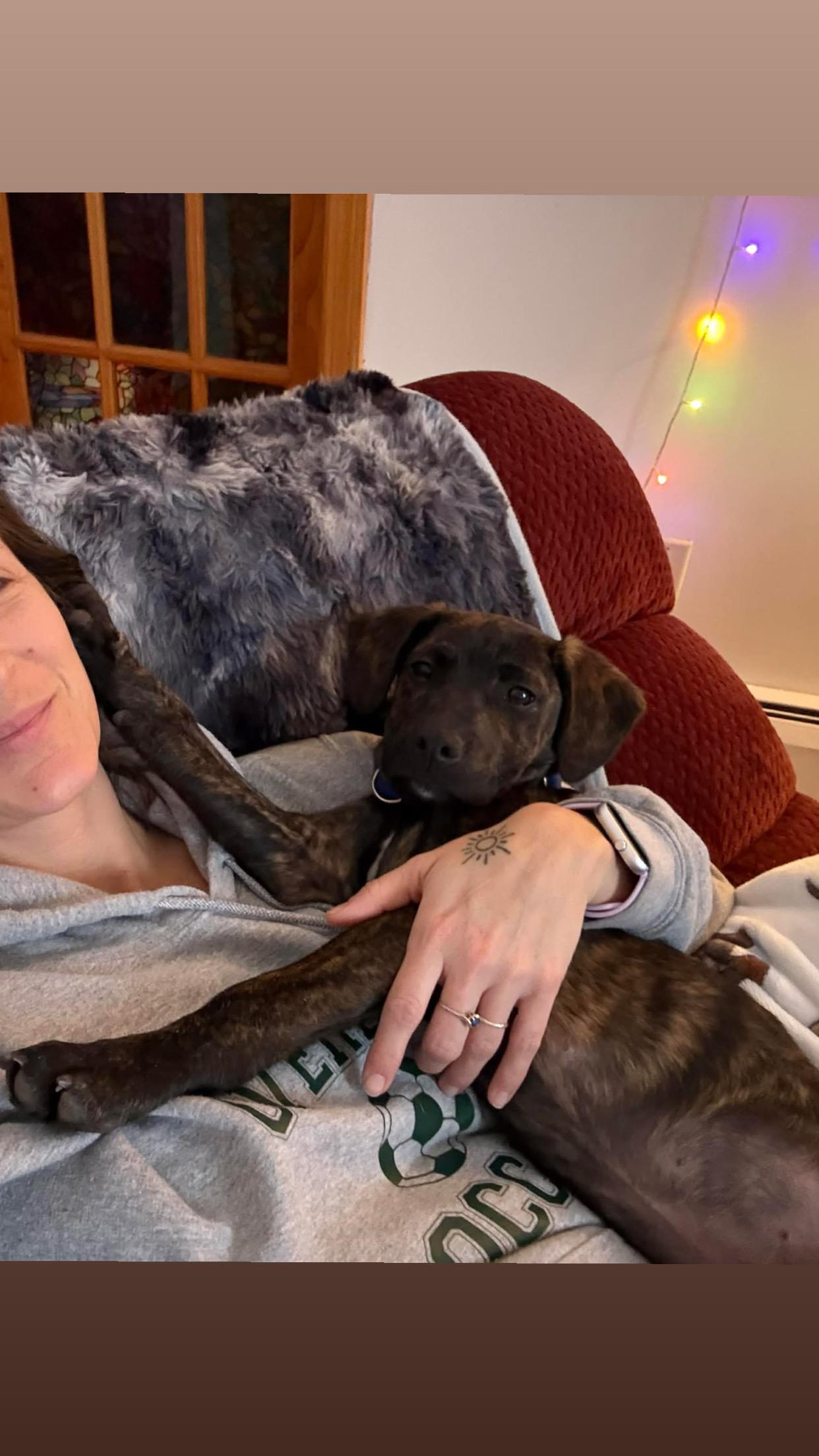 Enlarge Tolkien , an adopted mixed breed in Billerica, MA image 4/4