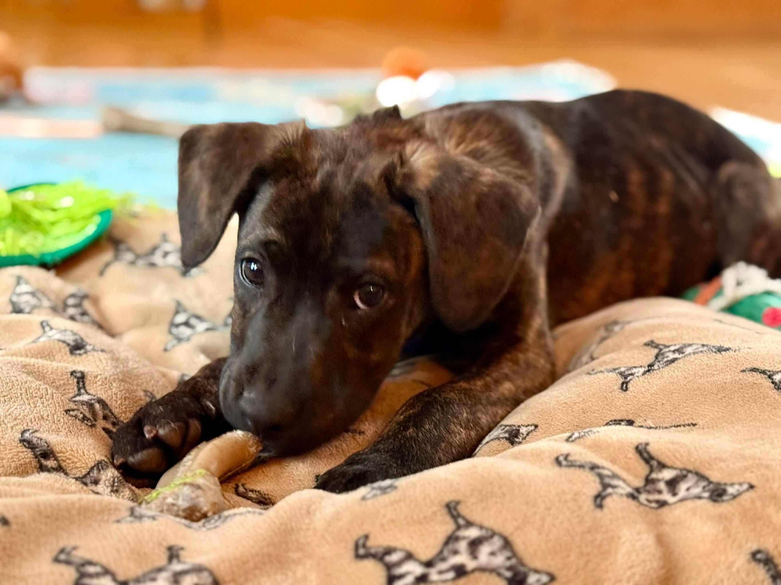 Enlarge Tolkien , an adopted mixed breed in Billerica, MA image 1/4