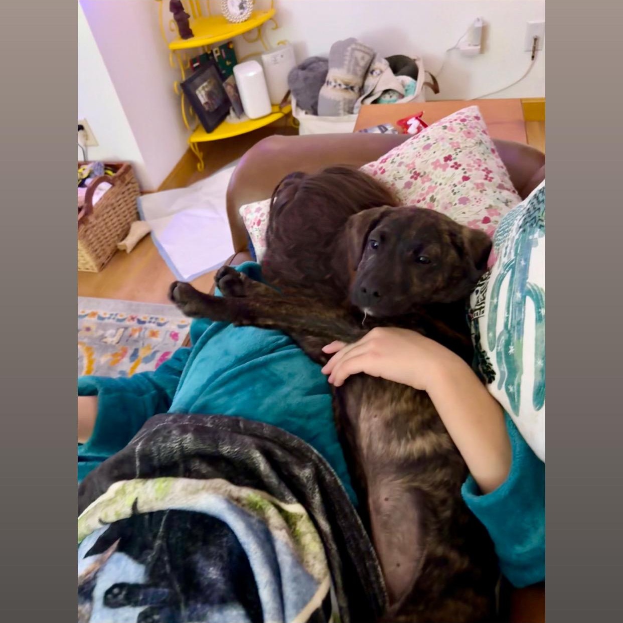 Enlarge Tolkien , an adopted mixed breed in Billerica, MA image 3/4