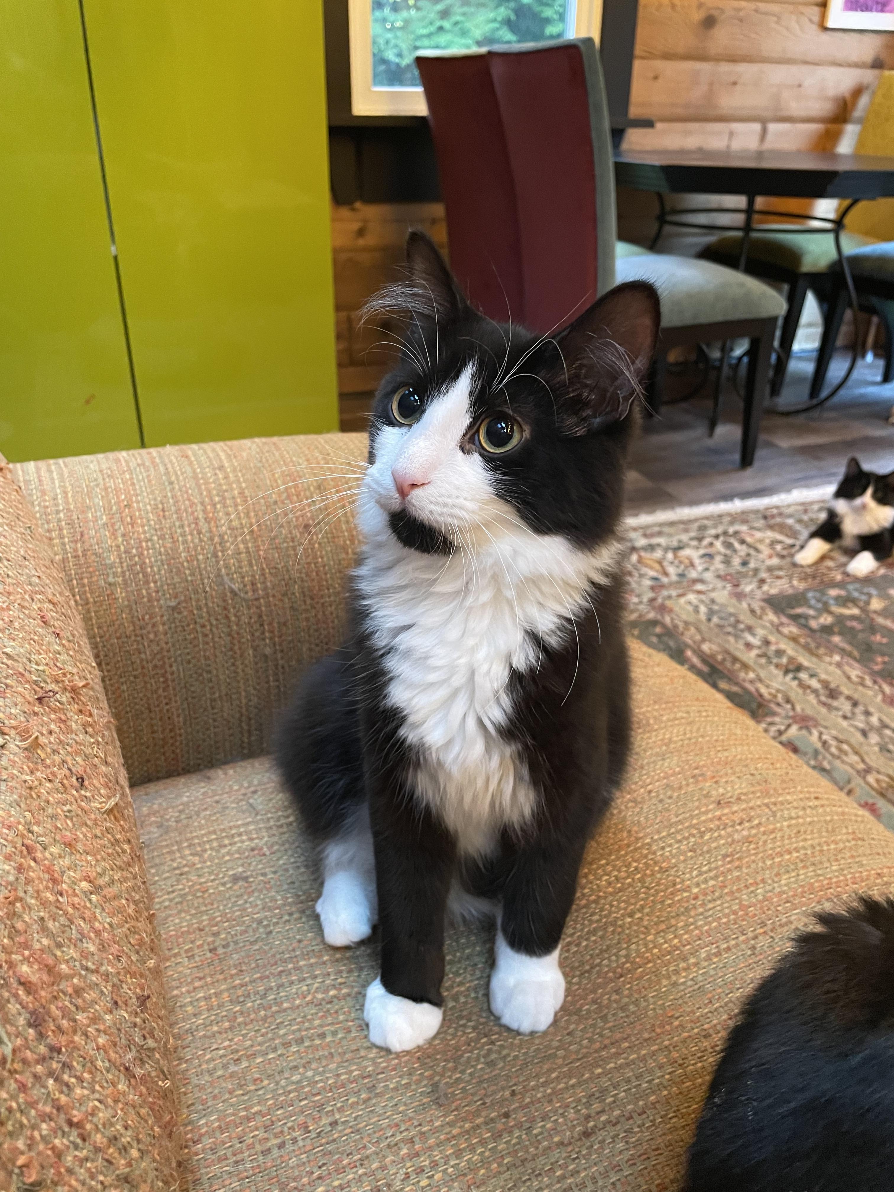 Ronnie, Adoptable, Young Male Domestic Long Hair.