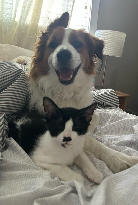 Tisket & Tasket –Soft Cuddly Kitten siblings!!