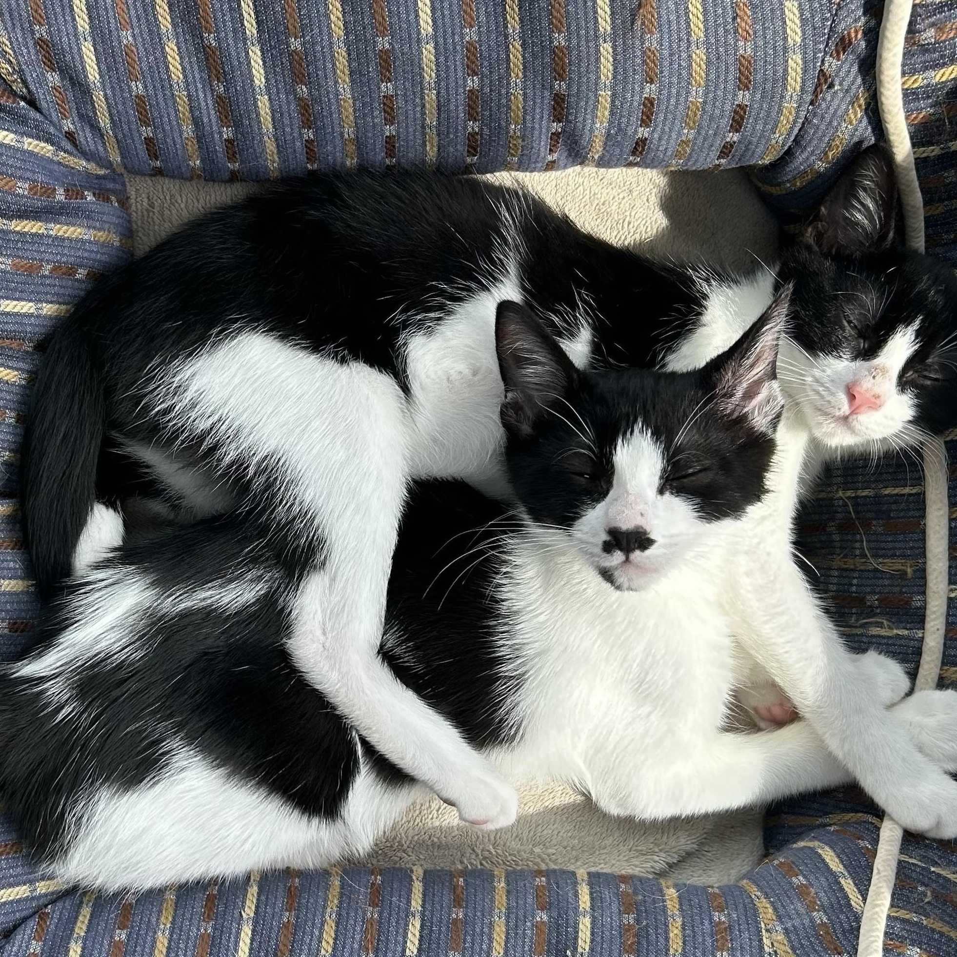 Tisket & Tasket –Soft Cuddly Kitten siblings!! 2