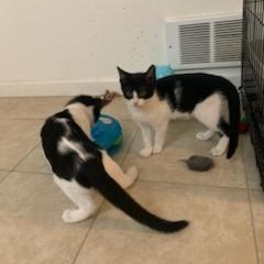 Tisket & Tasket –Soft Cuddly Kitten siblings!! 6