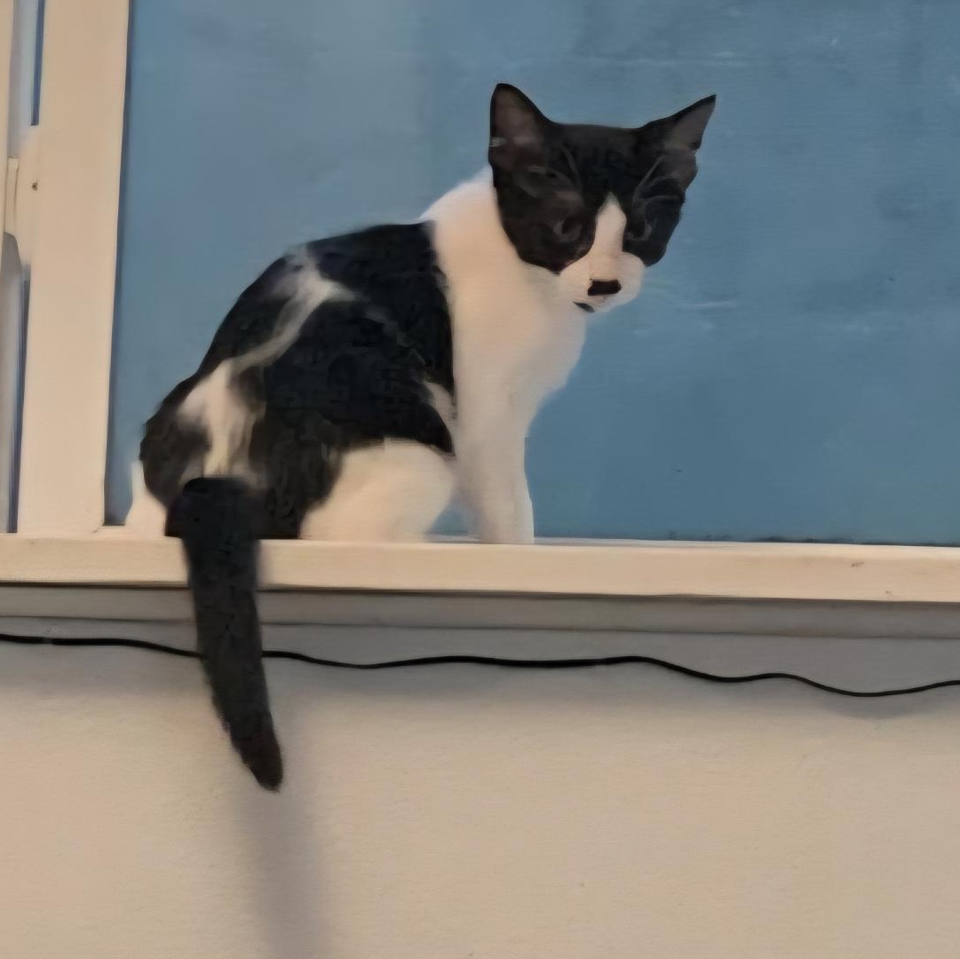 Tisket & Tasket –Soft Cuddly Kitten siblings!!