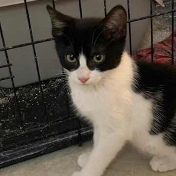 Tisket & Tasket –Soft Cuddly Kitten siblings!!