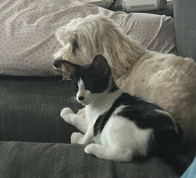 Tisket & Tasket –Soft Cuddly Kitten siblings!!