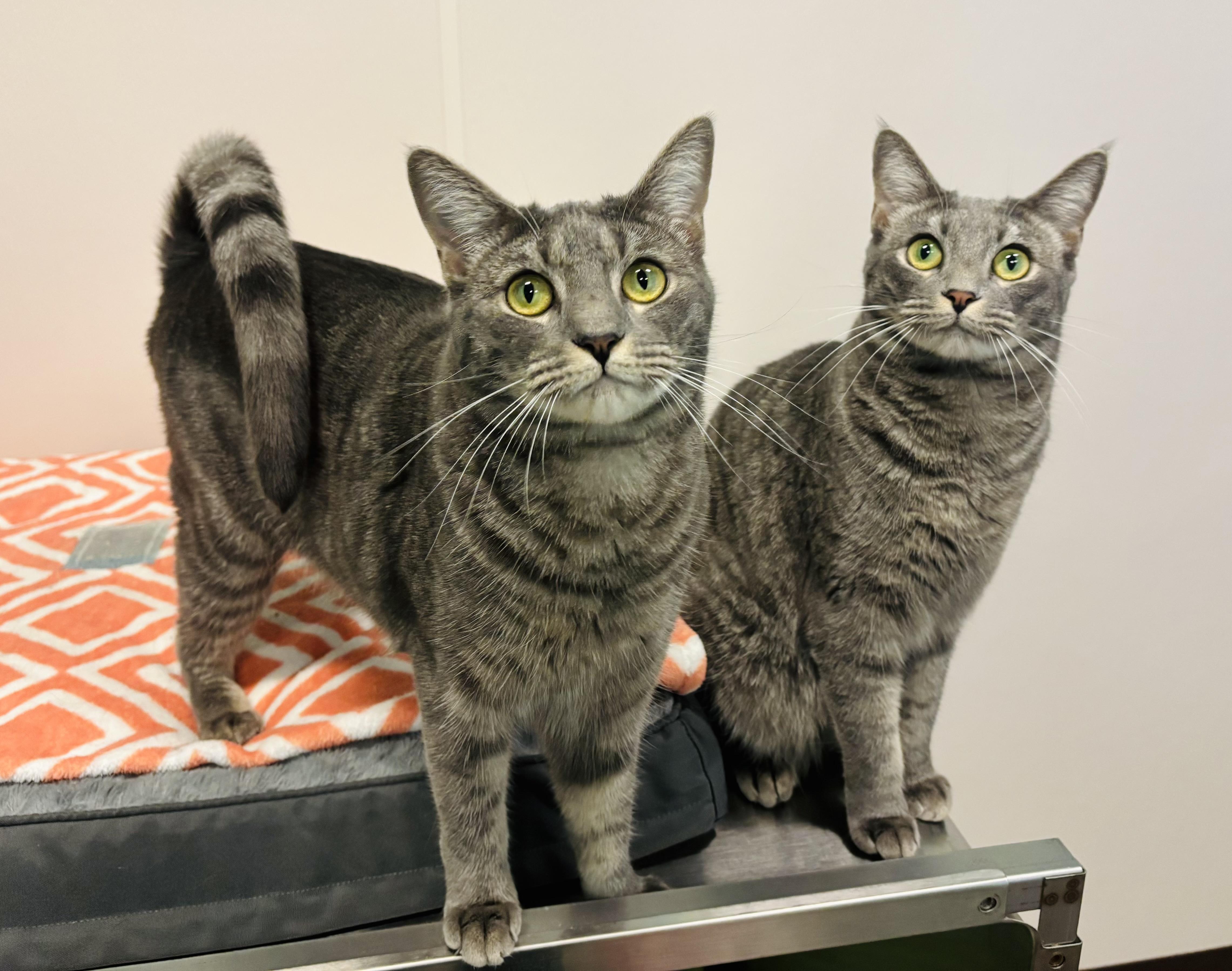 Cosmic, a Adoptable Domestic Short Hair in Salisbury, NC image 1/6