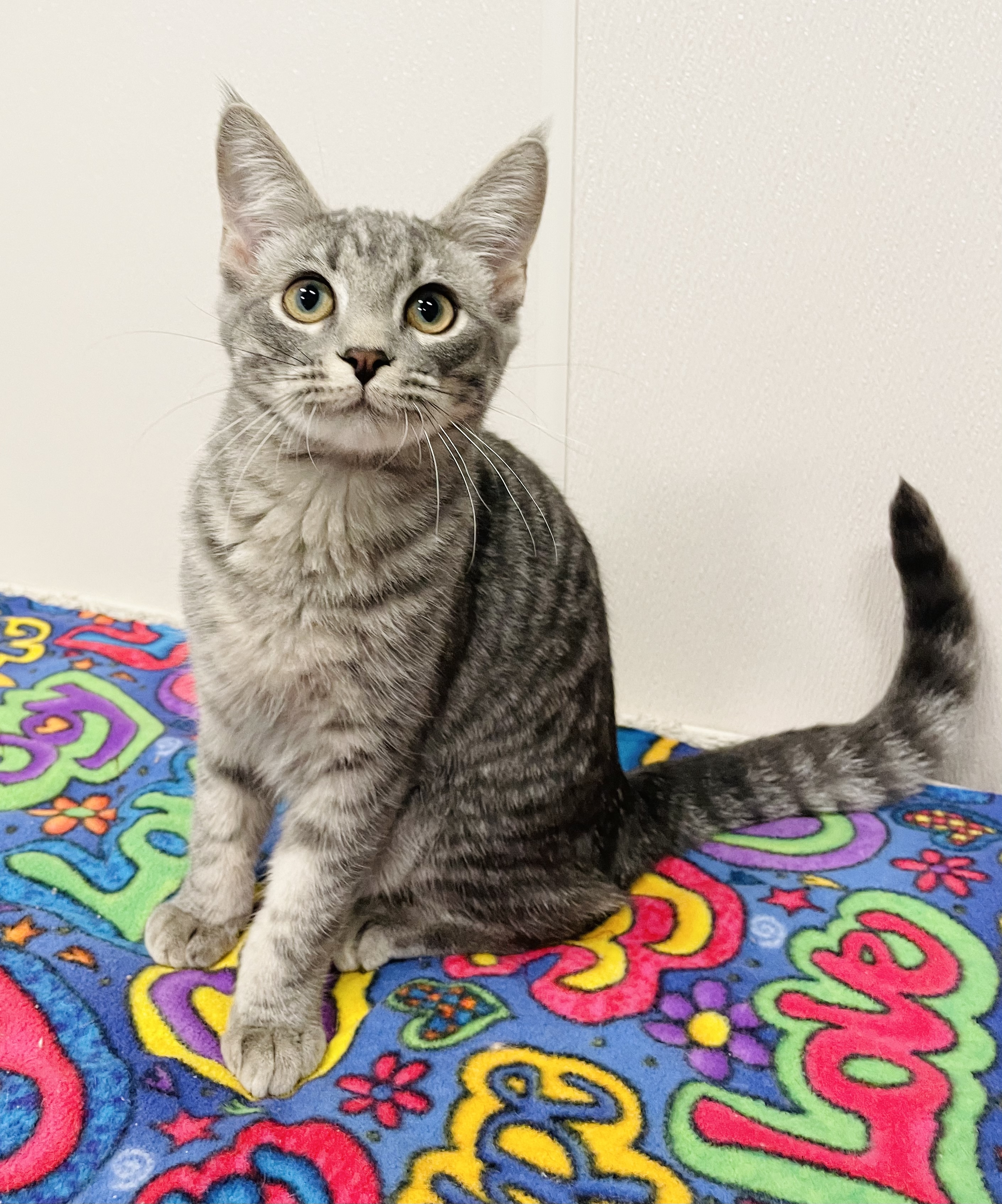 Cosmic, a Adoptable Domestic Short Hair in Salisbury, NC image 5/6