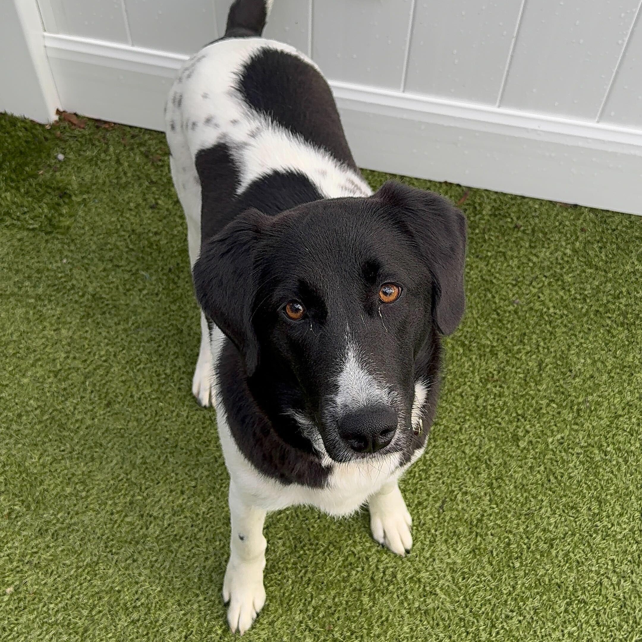 Enlarge Bella, a ADOPTABLE mixed breed in New Bedford, MA image 1/1