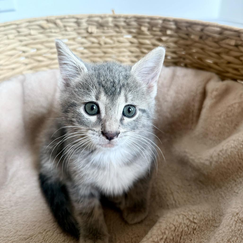 Laa Laa, Adoptable, Kitten Female Domestic Short Hair.