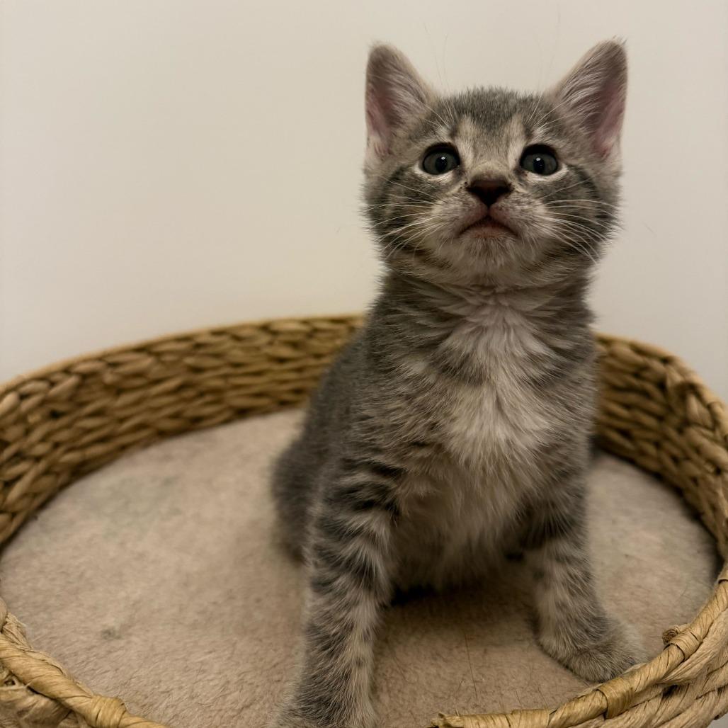 Enlarge Laa Laa, a Adoptable Domestic Short Hair in New York, NY image 2/6