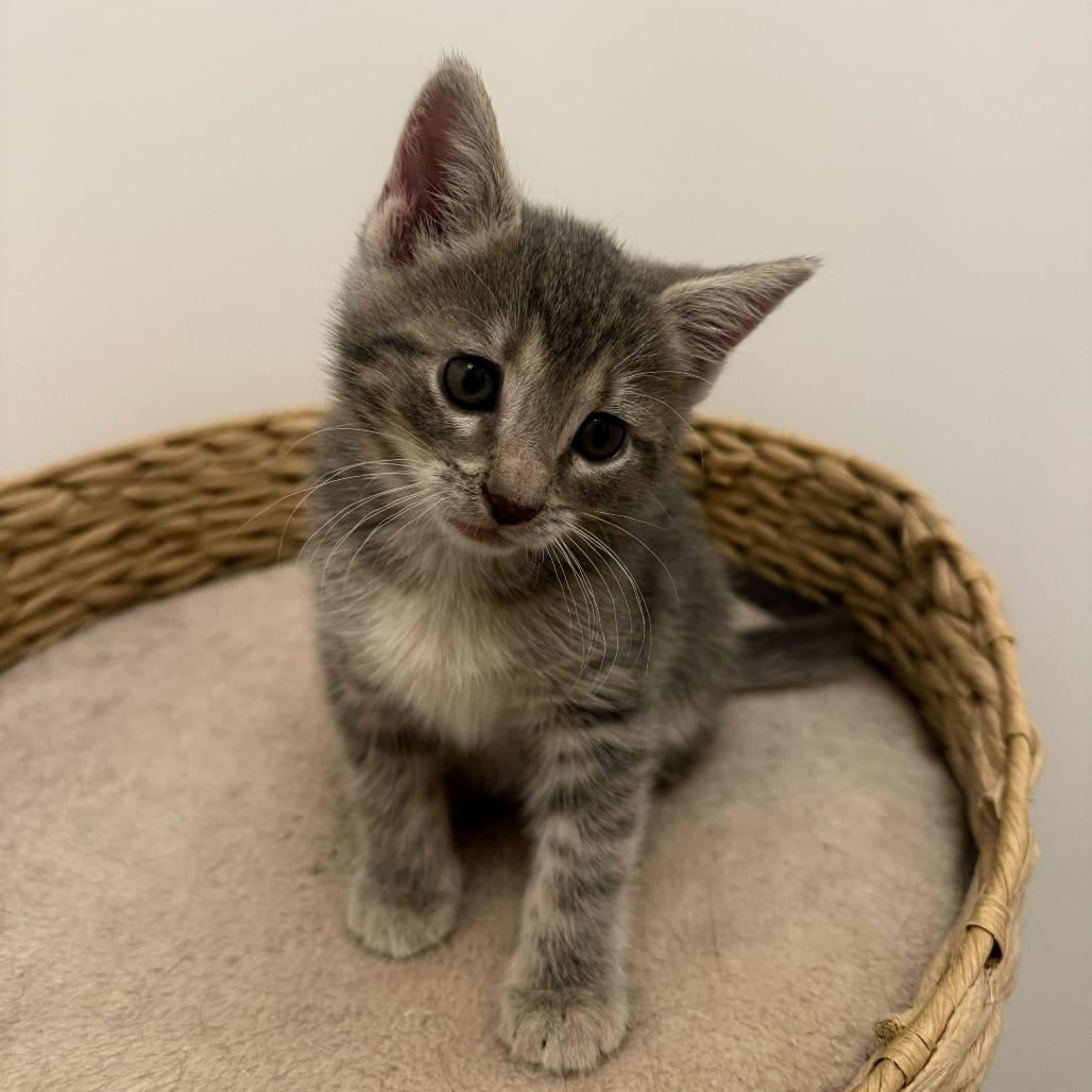 Enlarge Laa Laa, a Adoptable Domestic Short Hair in New York, NY image 4/6
