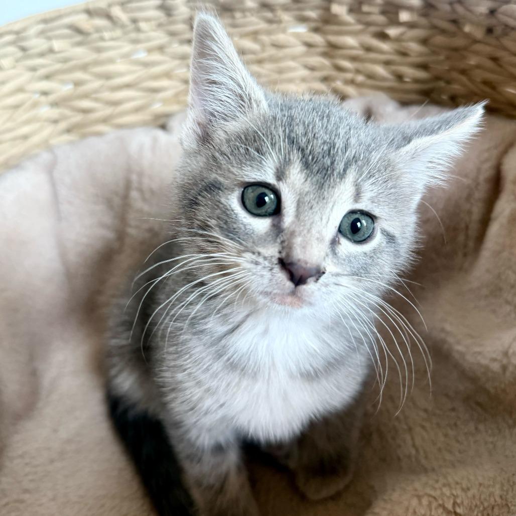 Enlarge Laa Laa, a Adoptable Domestic Short Hair in New York, NY image 6/6