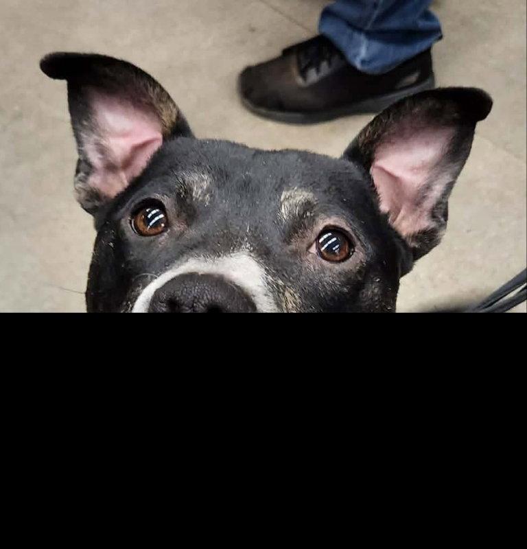 Lincoln *Adopt or Foster*, a Adoptable Pit Bull Terrier in Fairfax, VA image 1/3