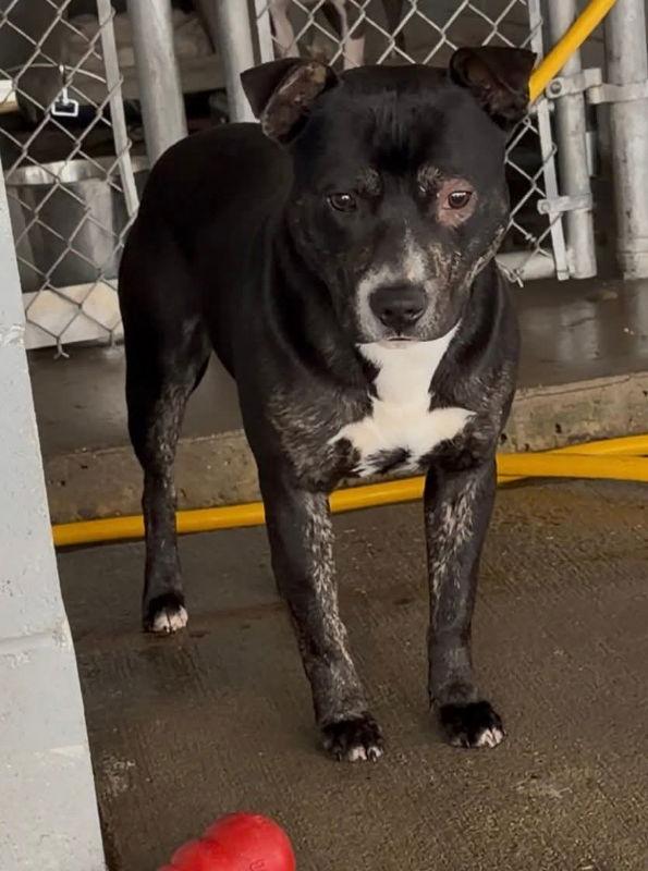 Lincoln *Adopt or Foster*, a Adoptable Pit Bull Terrier in Fairfax, VA image 2/3