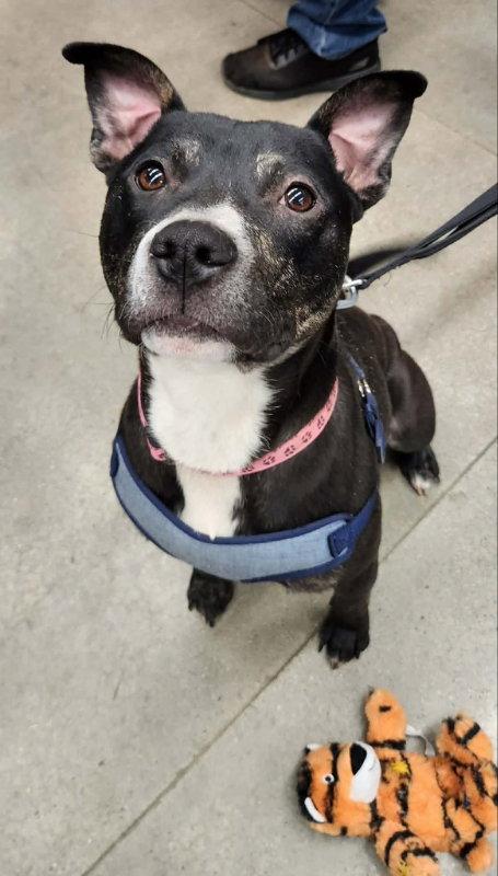 Lincoln *Adopt or Foster*, a Adoptable Pit Bull Terrier in Fairfax, VA image 3/3
