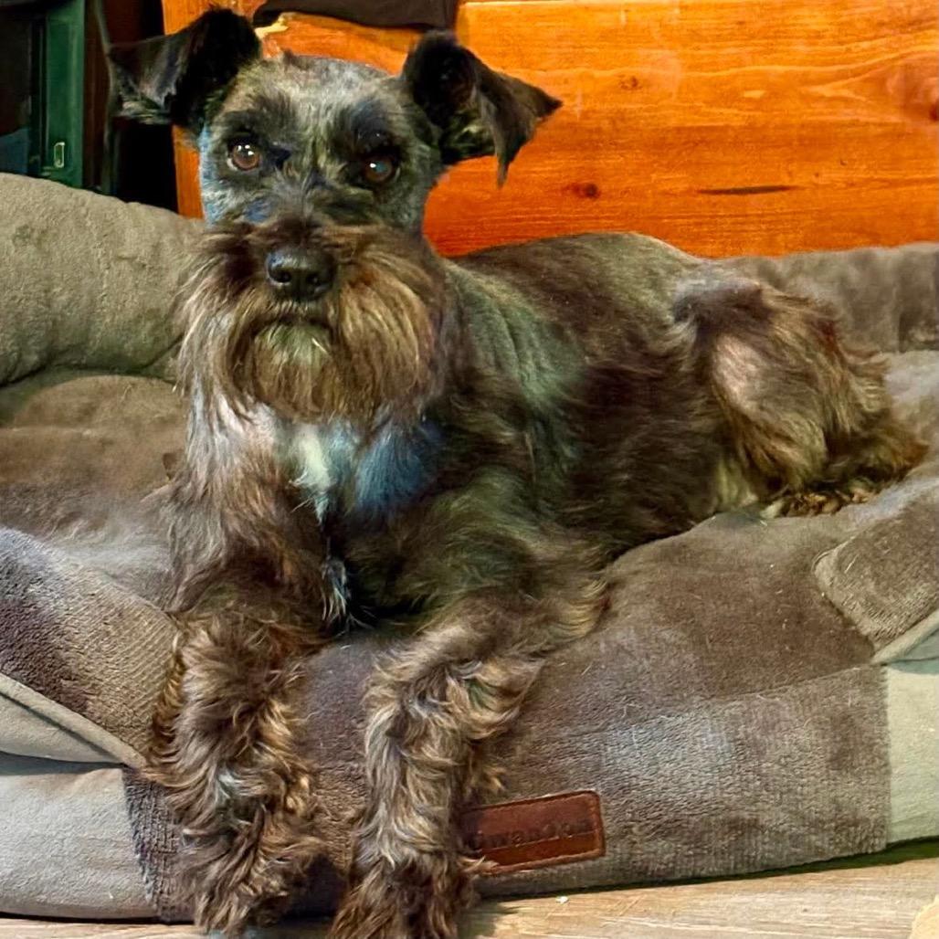 Enlarge Jade, a Adoptable Miniature Schnauzer in Kansas City, MO image 2/2