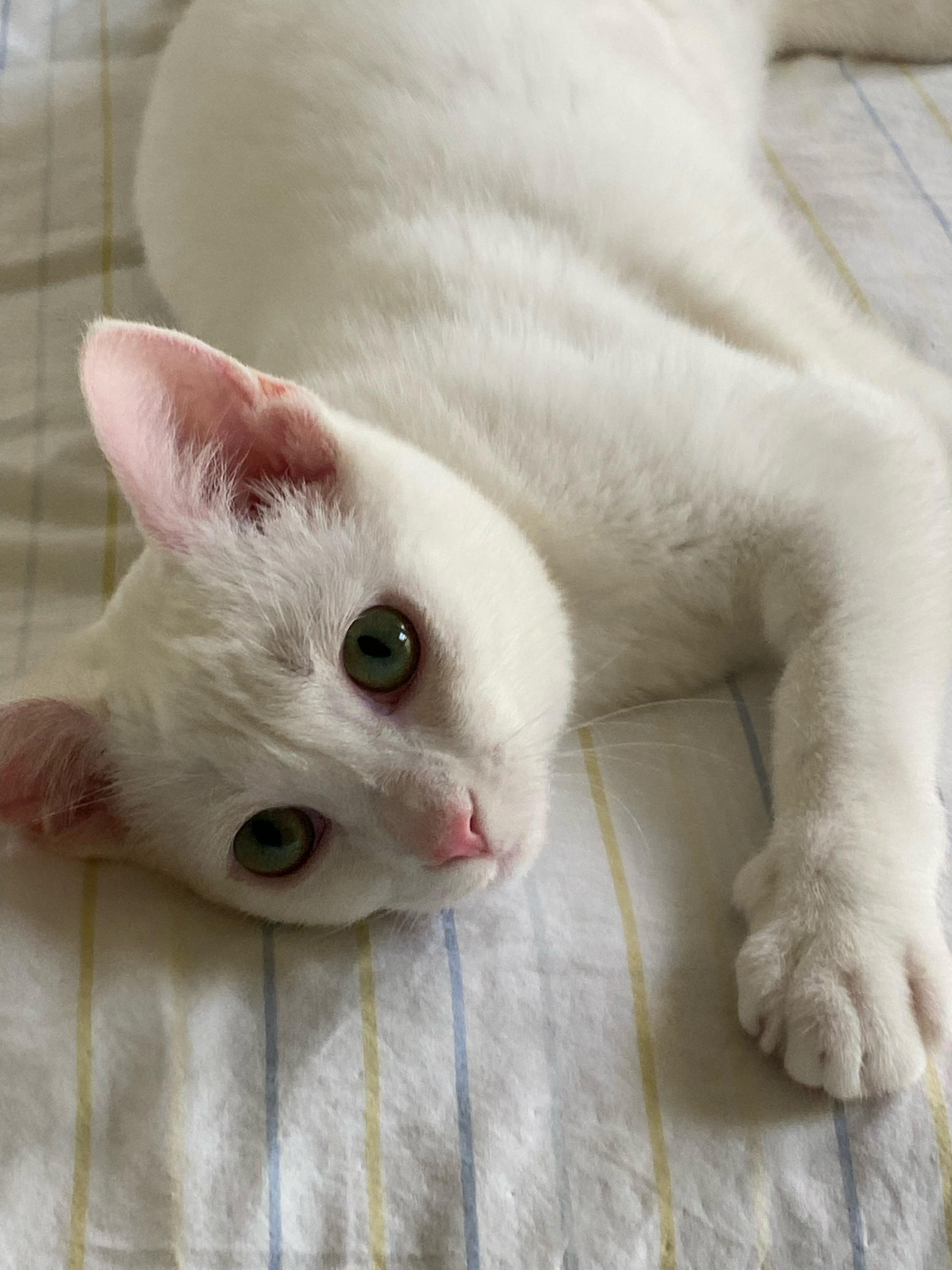 Marshmallow, a ADOPTABLE Domestic Short Hair in Lawrenceburg, IN image 6/6