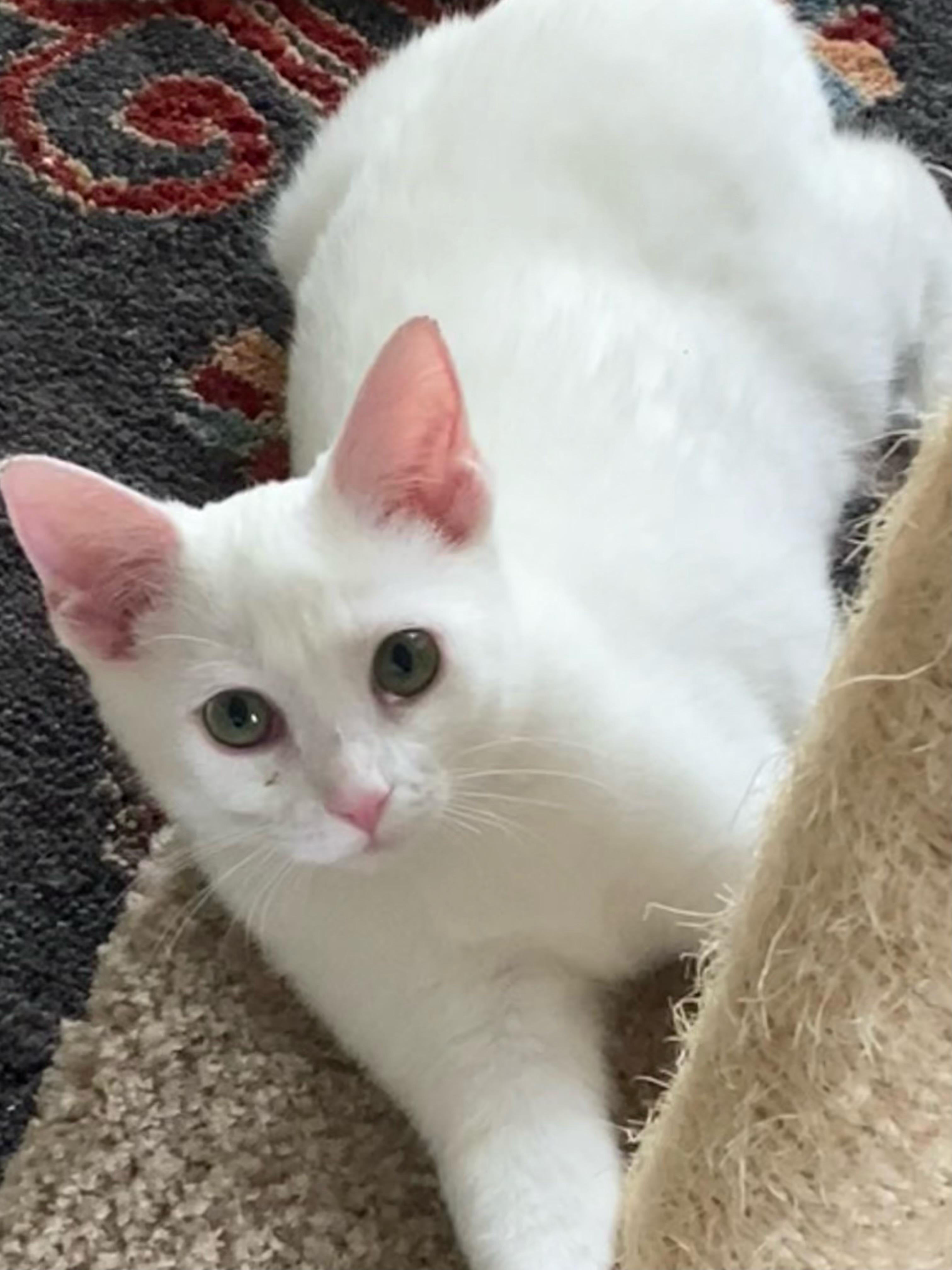 Marshmallow, a ADOPTABLE Domestic Short Hair in Lawrenceburg, IN image 1/4